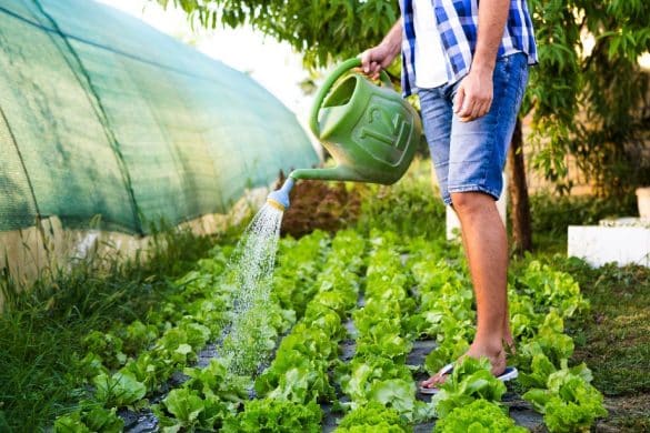Arrosage du potager : quelle est la meilleure heure, matin ou soir ?