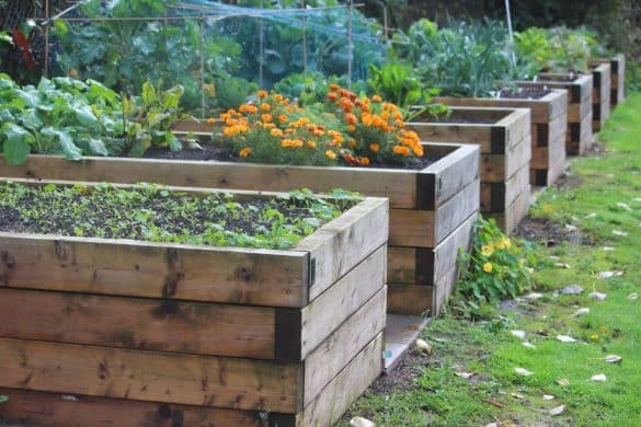 Jardinage dans un potager : le calendrier des plantations et entretien